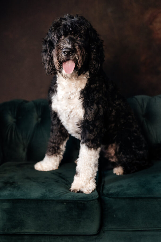 A black and white, curly-haired Portuguese Water Dog sits on a dark green velvet couch, looking at the camera with its mouth open and tongue out against a dark background.